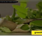 greenheal.net